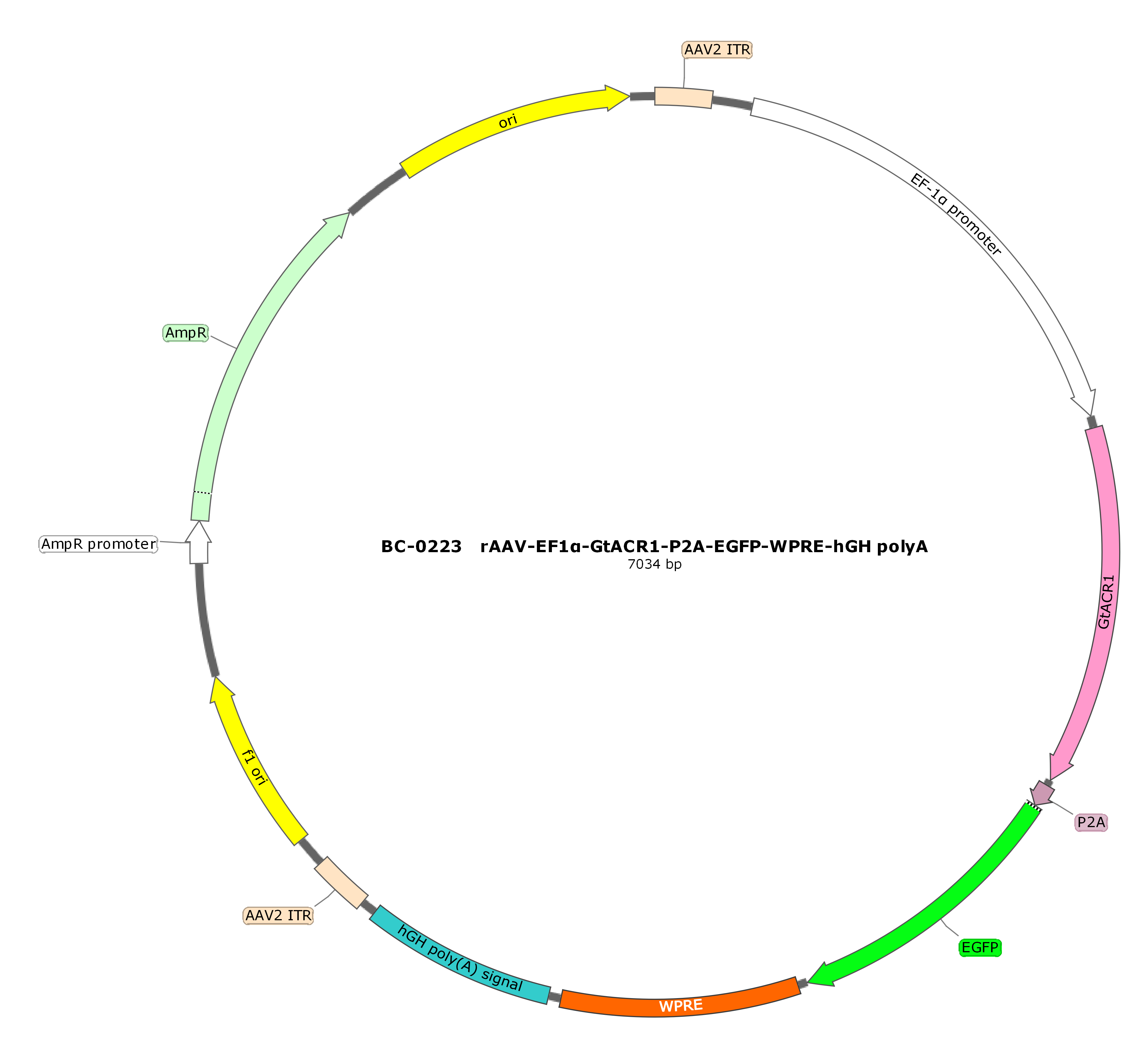 rAAV-EF1α-hGtACR1-P2A-EGFP