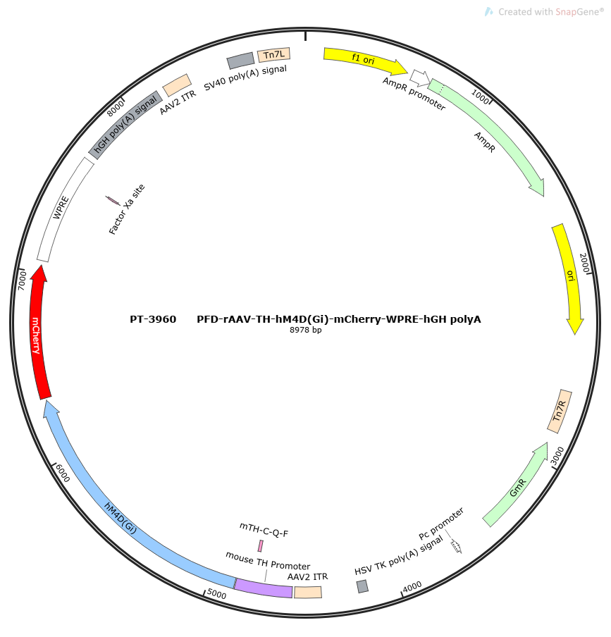 PFD-rAAV-TH-hM4D(Gi)-mCherry-WPRE-hGH polyA