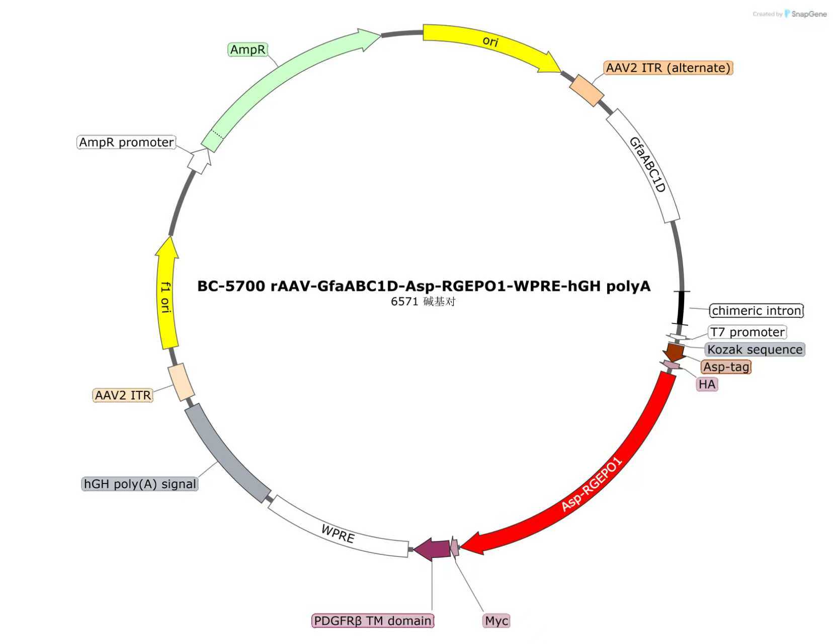 rAAV-GfaABC1D-Asp-RGEPO1