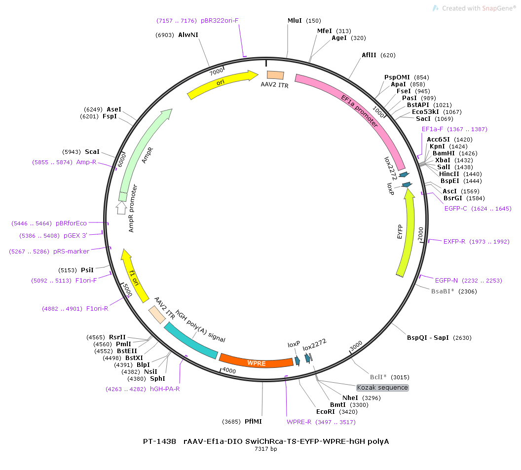 rAAV-Ef1α-DIO-SwiChRca-TS-EYFP-WPRE-hGH polyA