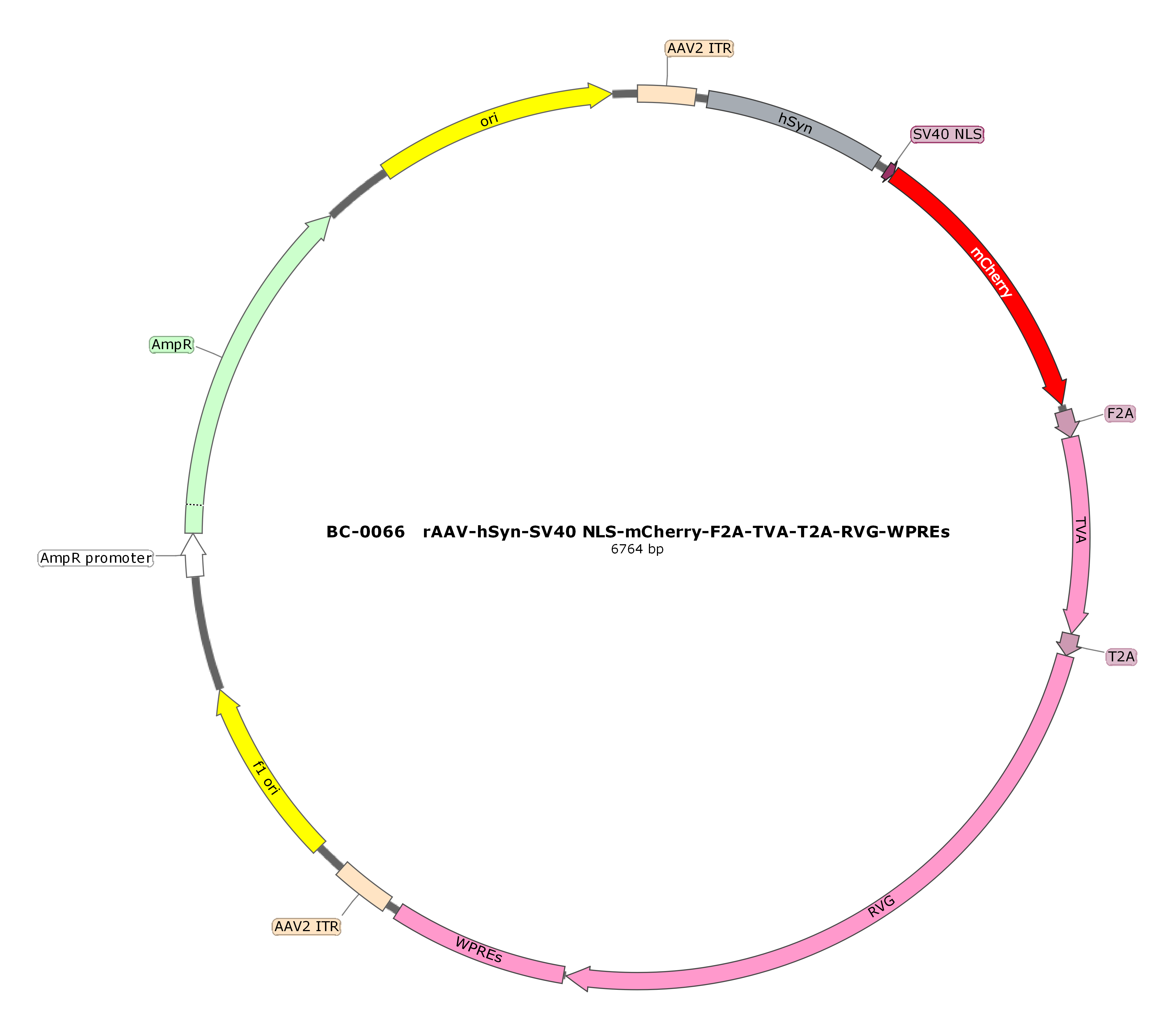rAAV-hSyn-SV40 NLS-mCherry-F2A-TVA-T2A-RVG