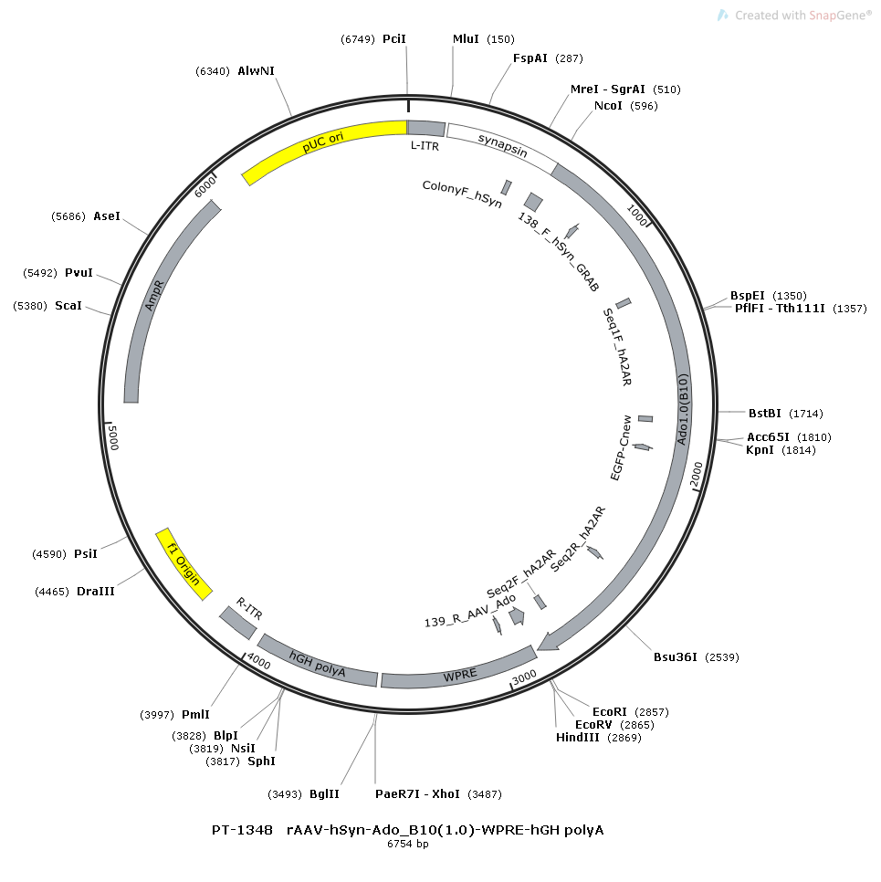 rAAV-hSyn-Ado_B10-WPRE-hGH polyA