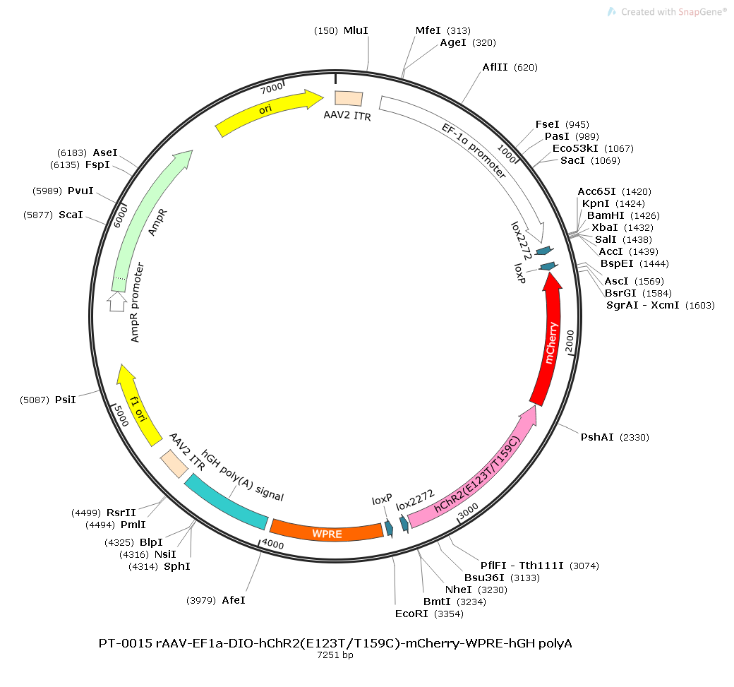 rAAV-EF1α-DIO-hChR2(E123T/T159C)-mCherry-WPRE-hGH polyA