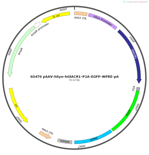AAV2/9-hSyn-hGtACR1-ER2-P2A-EGFP-WPRE-pA