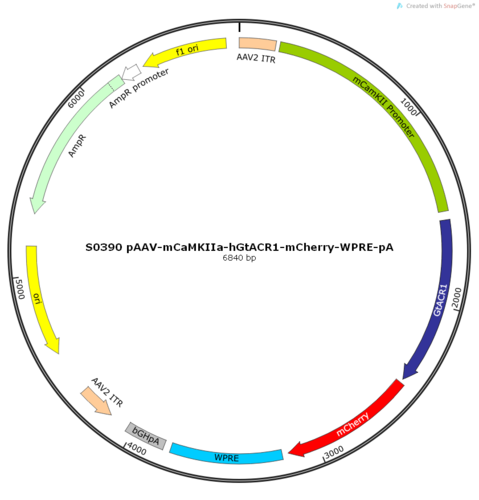 AAV2/9-mCaMKIIa-hGtACR1-mCherry-ER2-WPRE-pA