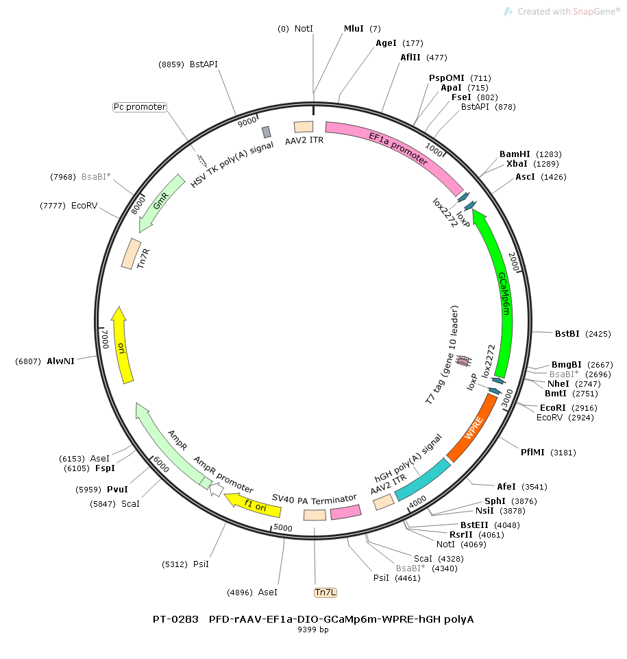 rAAV-EF1α-DIO-GCaMp6m-WPRE-hGH polyA