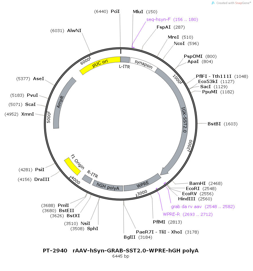rAAV-hSyn-GRAB-SST2.0-WPRE-hGH polyA