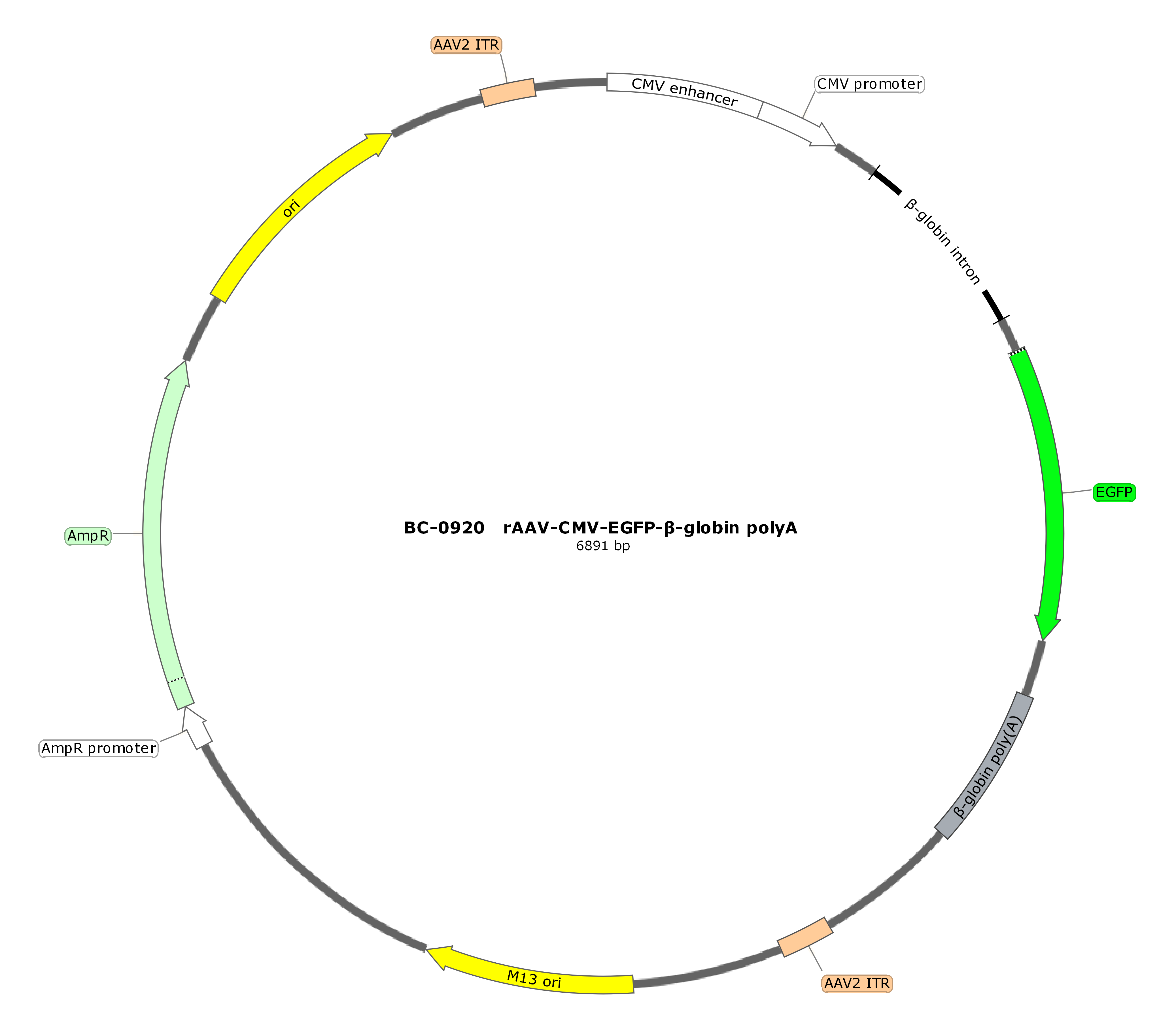 rAAV-CMV-EGFP-β-globin