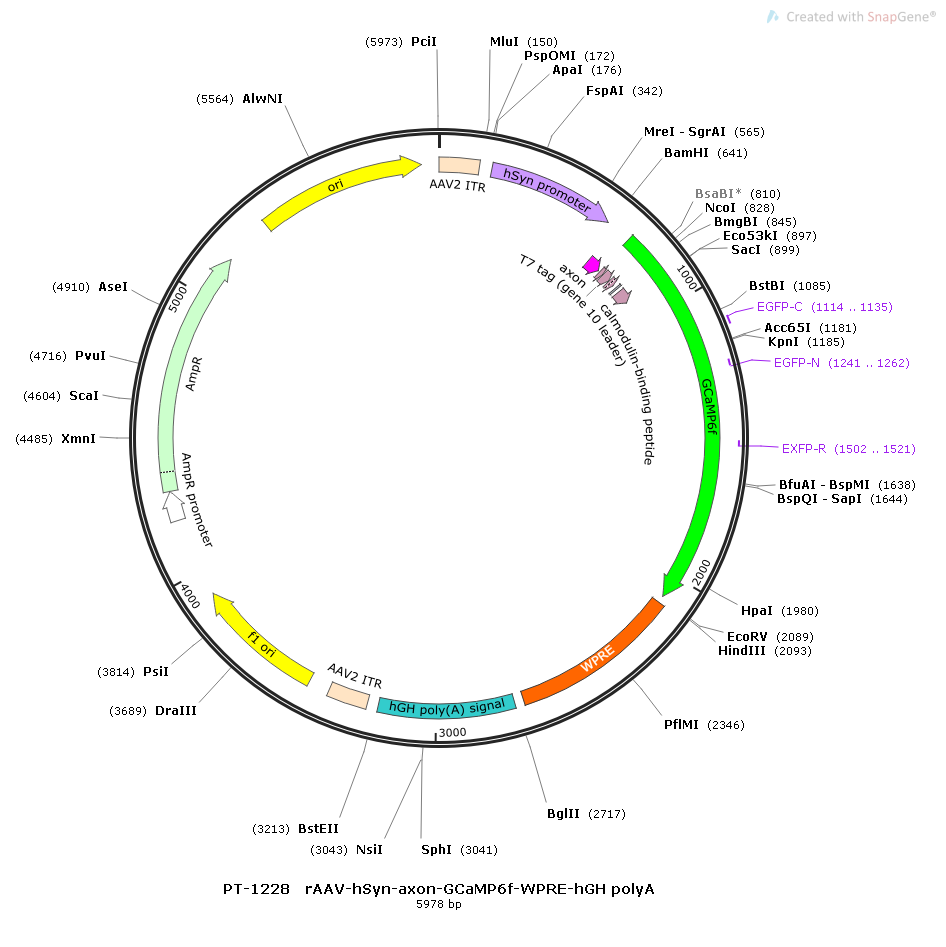 rAAV-hSyn-axon-GCaMP6f-WPRE-hGH polyA