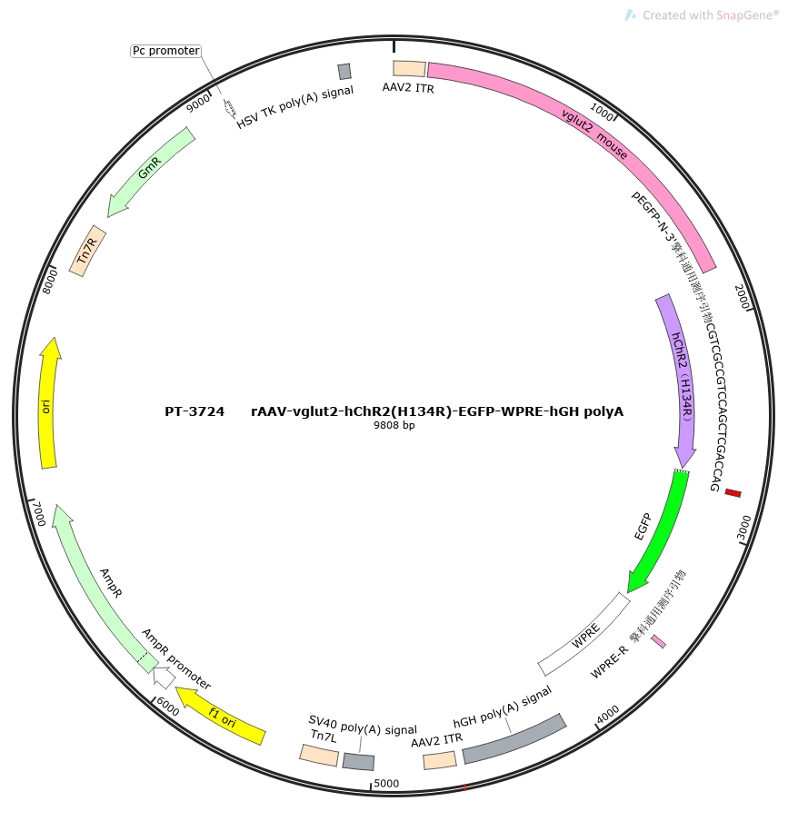 rAAV-vglut2-hChR2(H134R)-EGFP-WPRE-hGH polyA