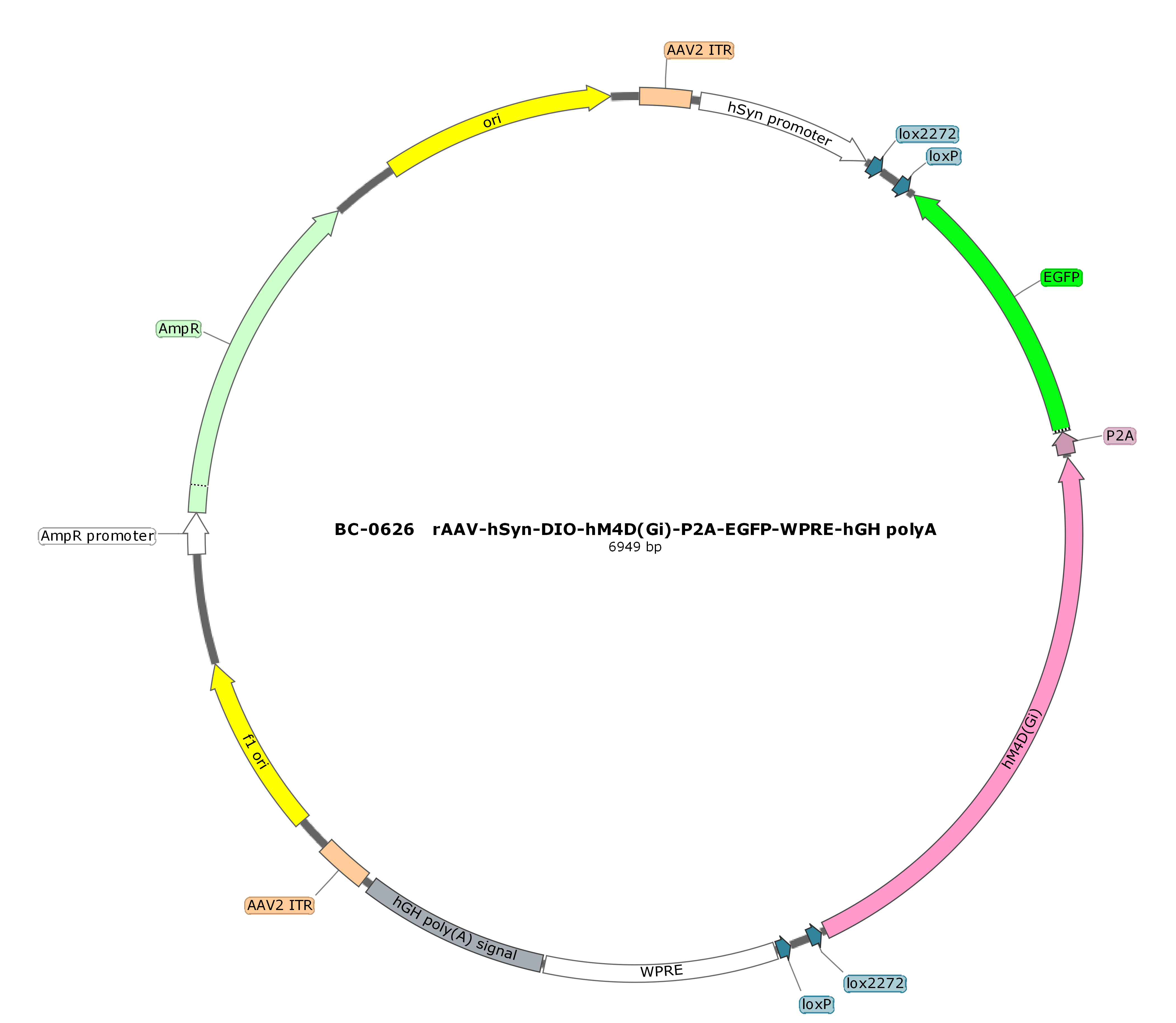 rAAV-hSyn-DIO-hM4D(Gi)-P2A-EGFP