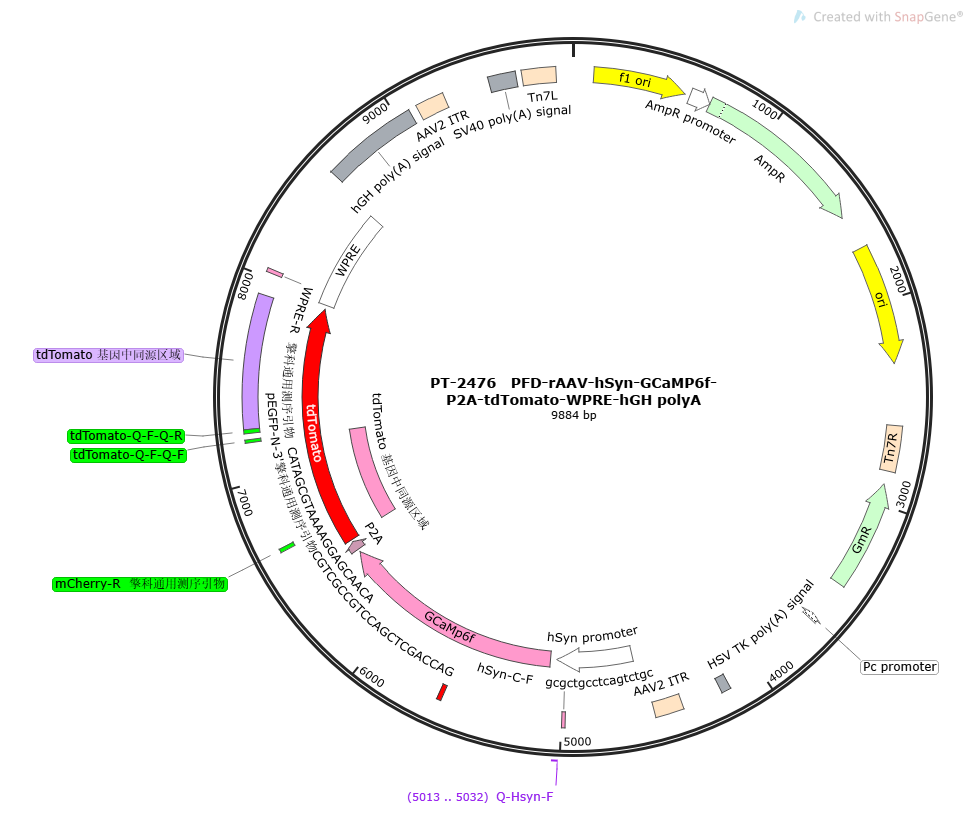 PFD-rAAV-hSyn-GCaMP6f-P2A-tdTomato-WPRE-hGH polyA