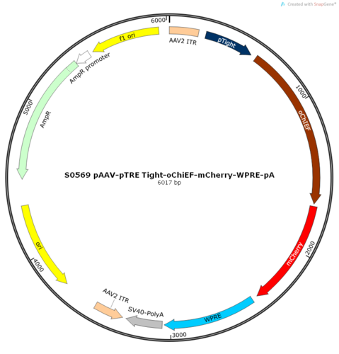 AAV2/9-pTRE Tight-oChiEF-mCherry-ER2-WPRE-pA