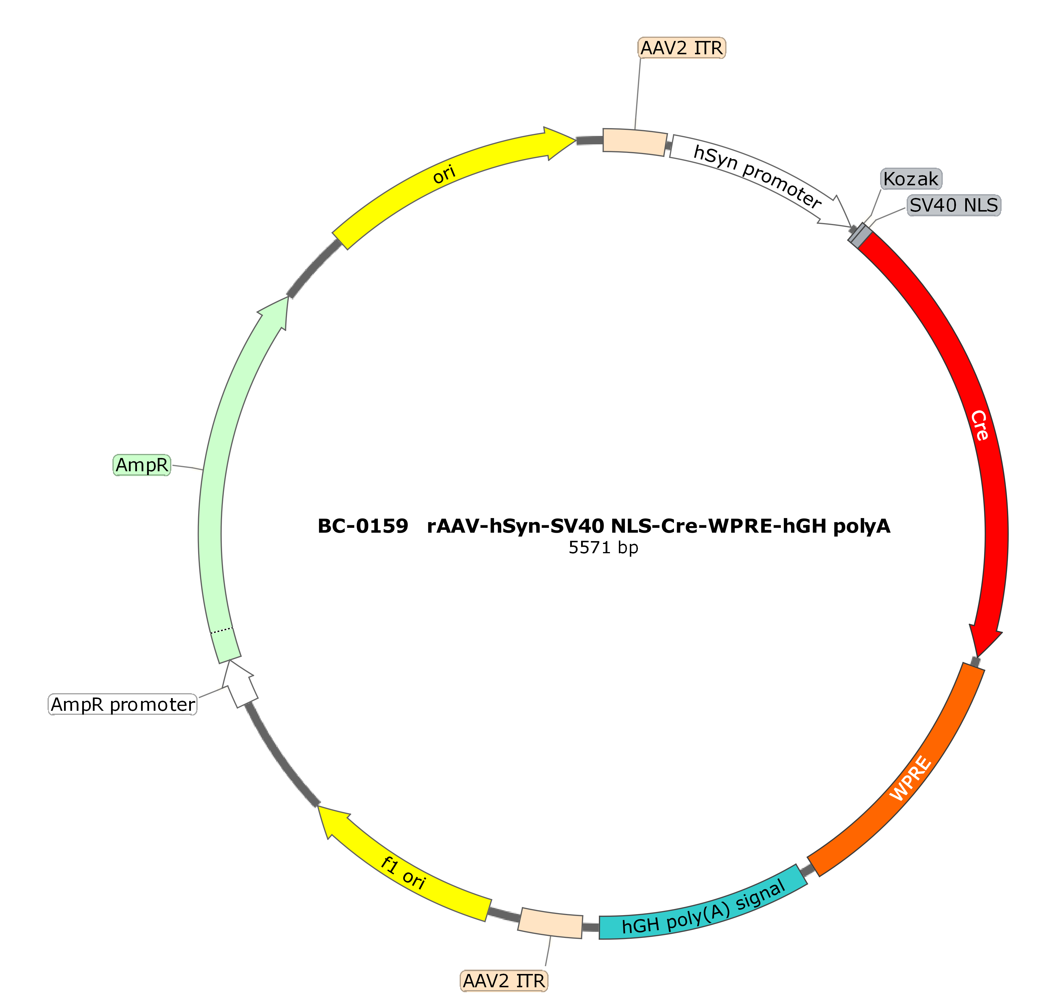 rAAV-hSyn-SV40 NLS-Cre