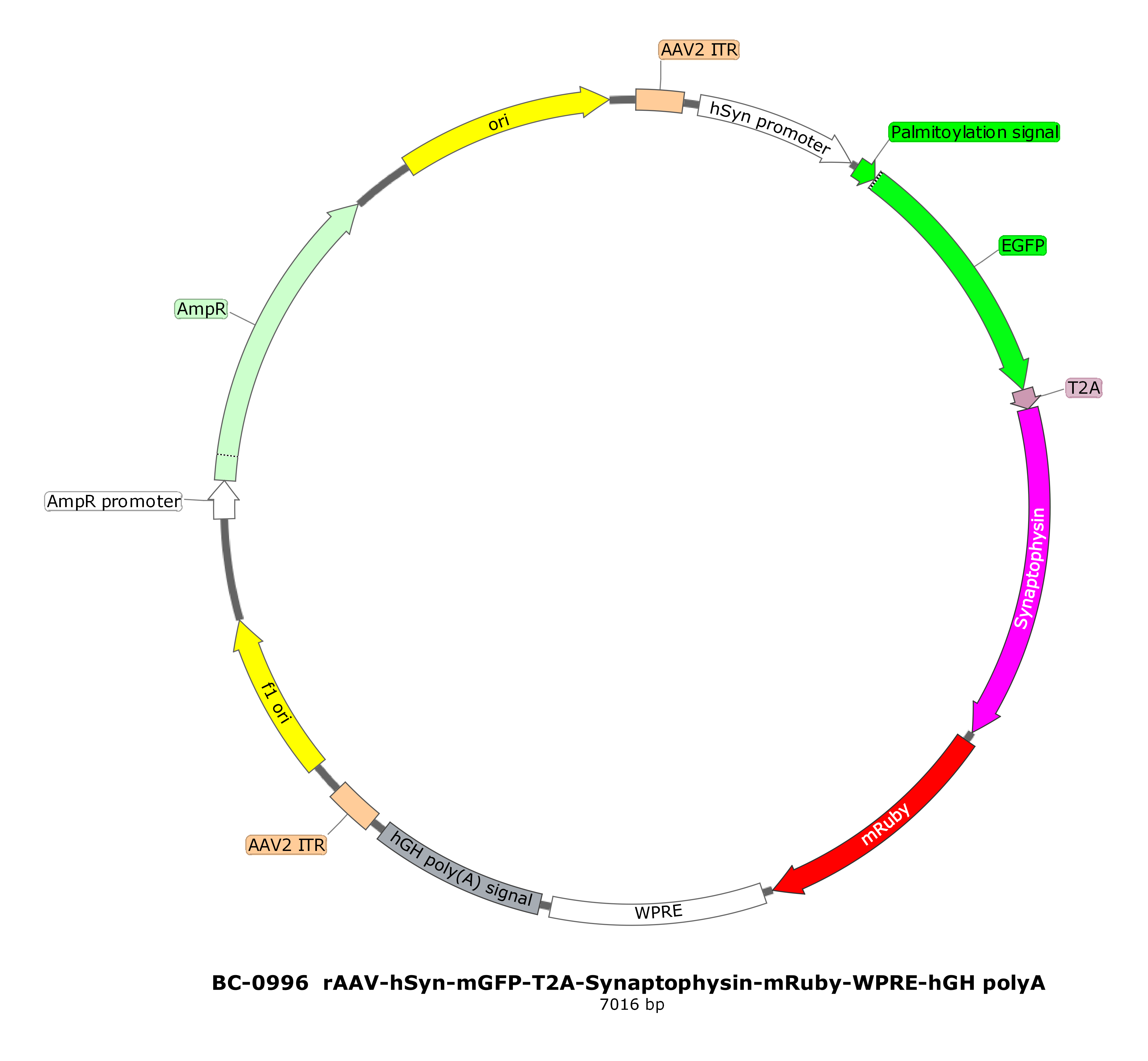 PFD-rAAV-hSyn-mGFP-T2A-Synaptophysin-mRuby-WPRE-hGH polyA