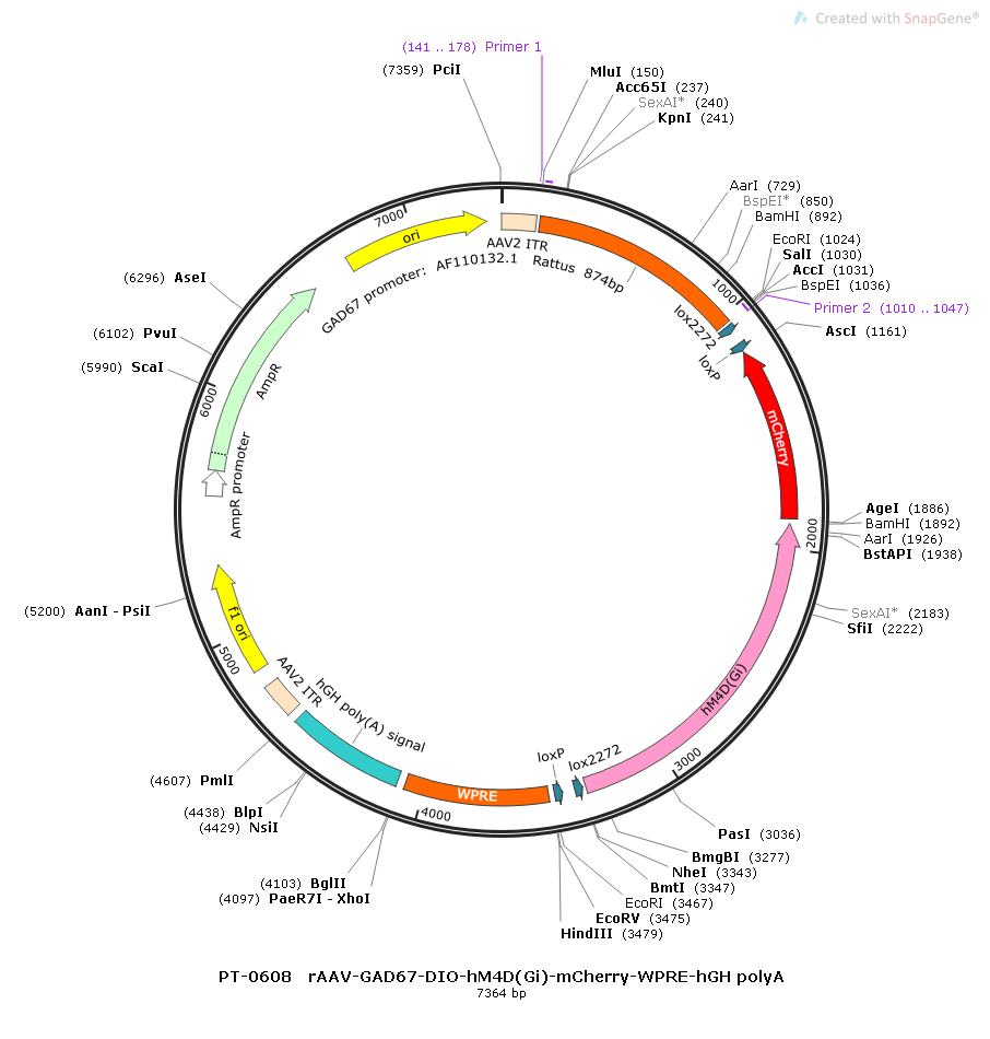 rAAV-GAD67-DIO-hM4D(Gi)-mCherry-WPRE-hGH polyA
