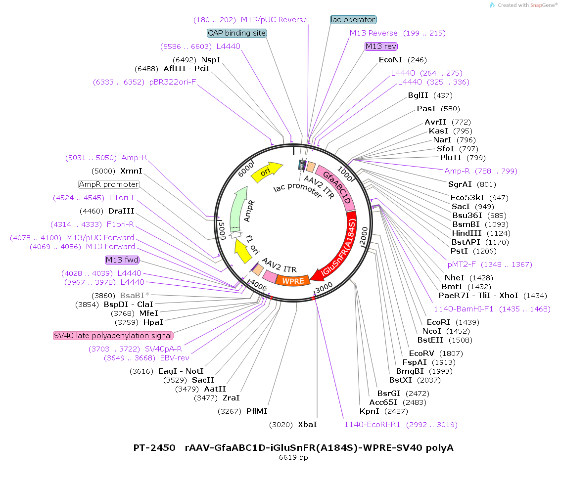 rAAV-GfaABC1D-iGluSnFR(A184S)-WPRE-SV40 polyA