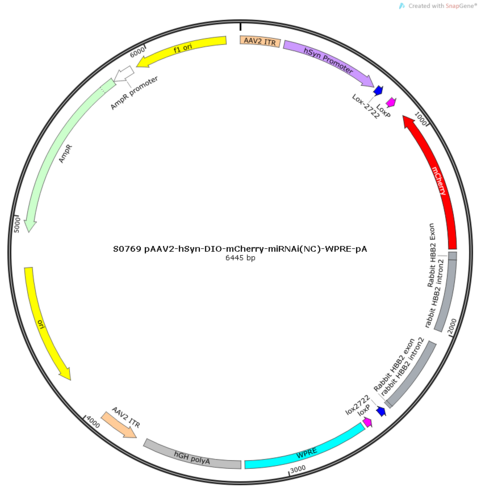 AAV2/8-hSyn-DIO-MasterRNAi155(NC)-mCherry-WPRE-pA
