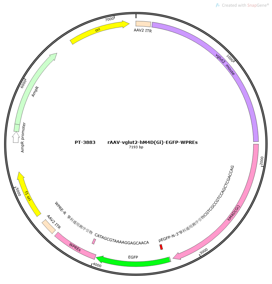 rAAV-vglut2-hM4D(Gi)-EGFP-WPREs