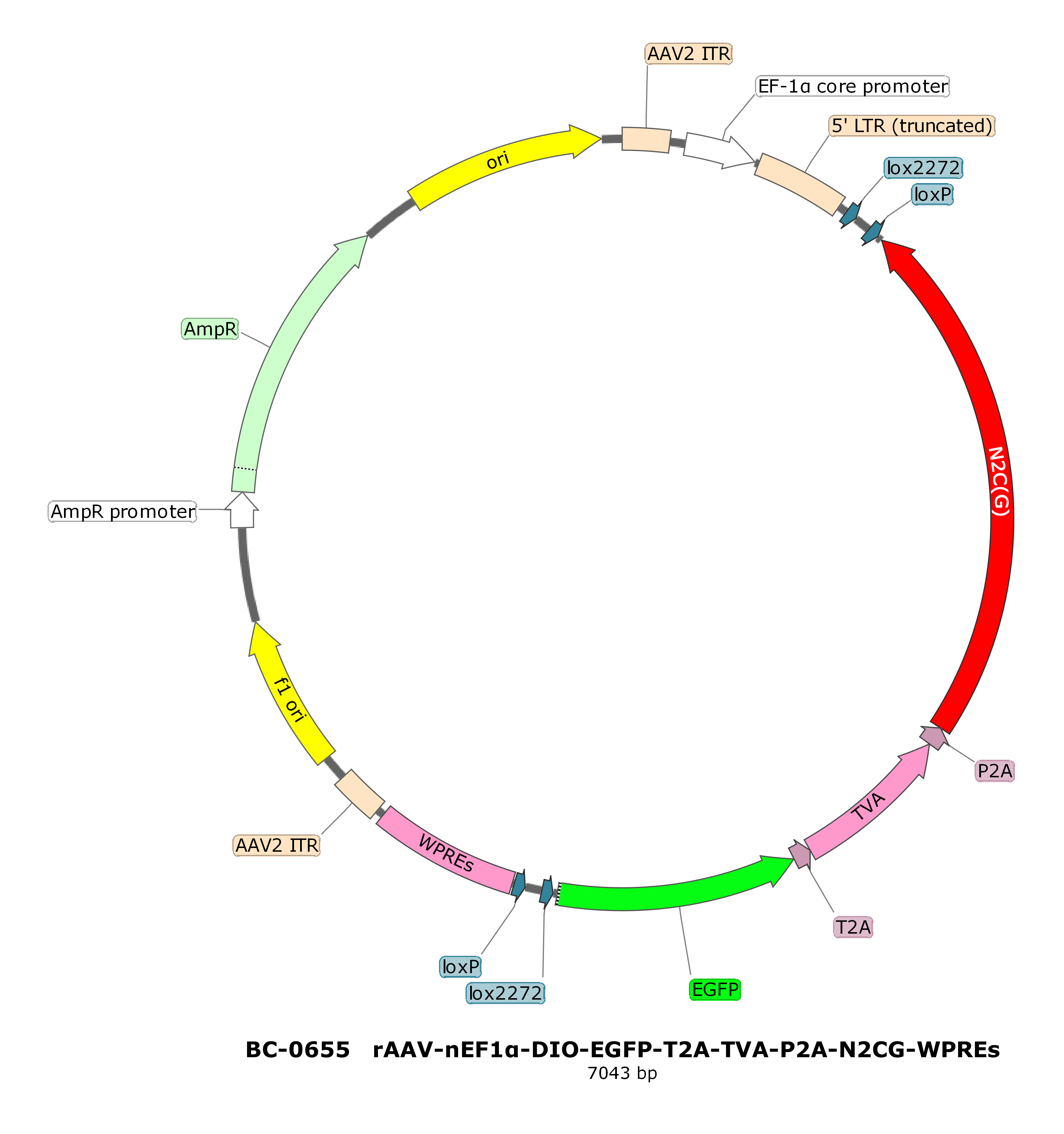 rAAV-nEF1α-DIO-EGFP-T2A-TVA-P2A-N2CG