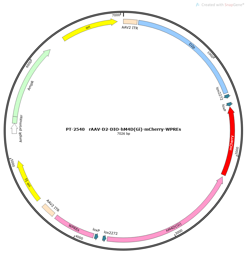 rAAV-D2-DIO-hM4D(Gi)-mCherry-WPREs