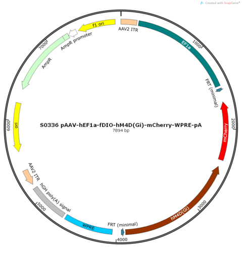 AAV2/8-hEF1a-fDIO-hM4D(Gi)-mCherry-ER2-WPRE-pA