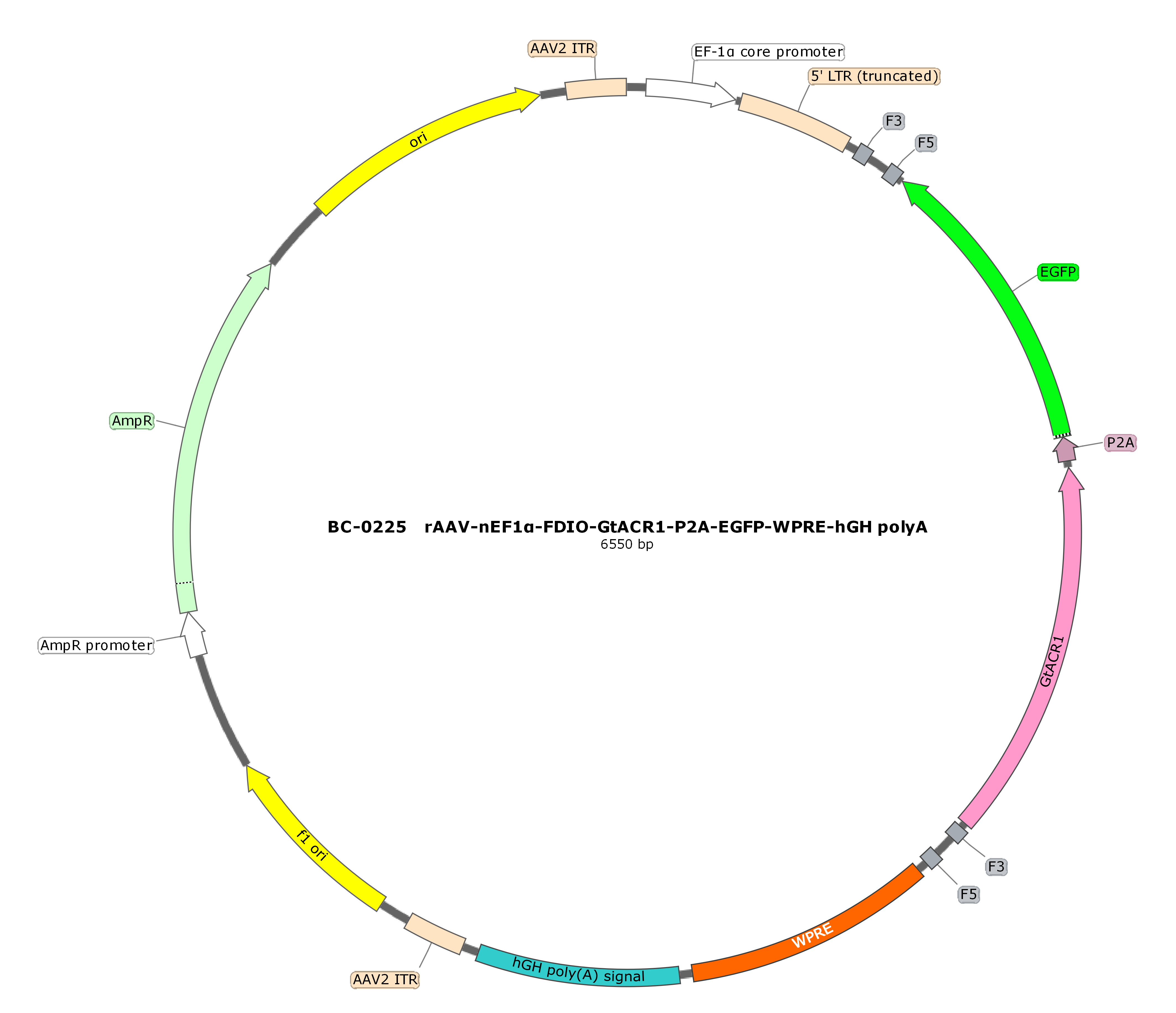 rAAV-nEF1α-FDIO-hGtACR1-P2A-EGFP