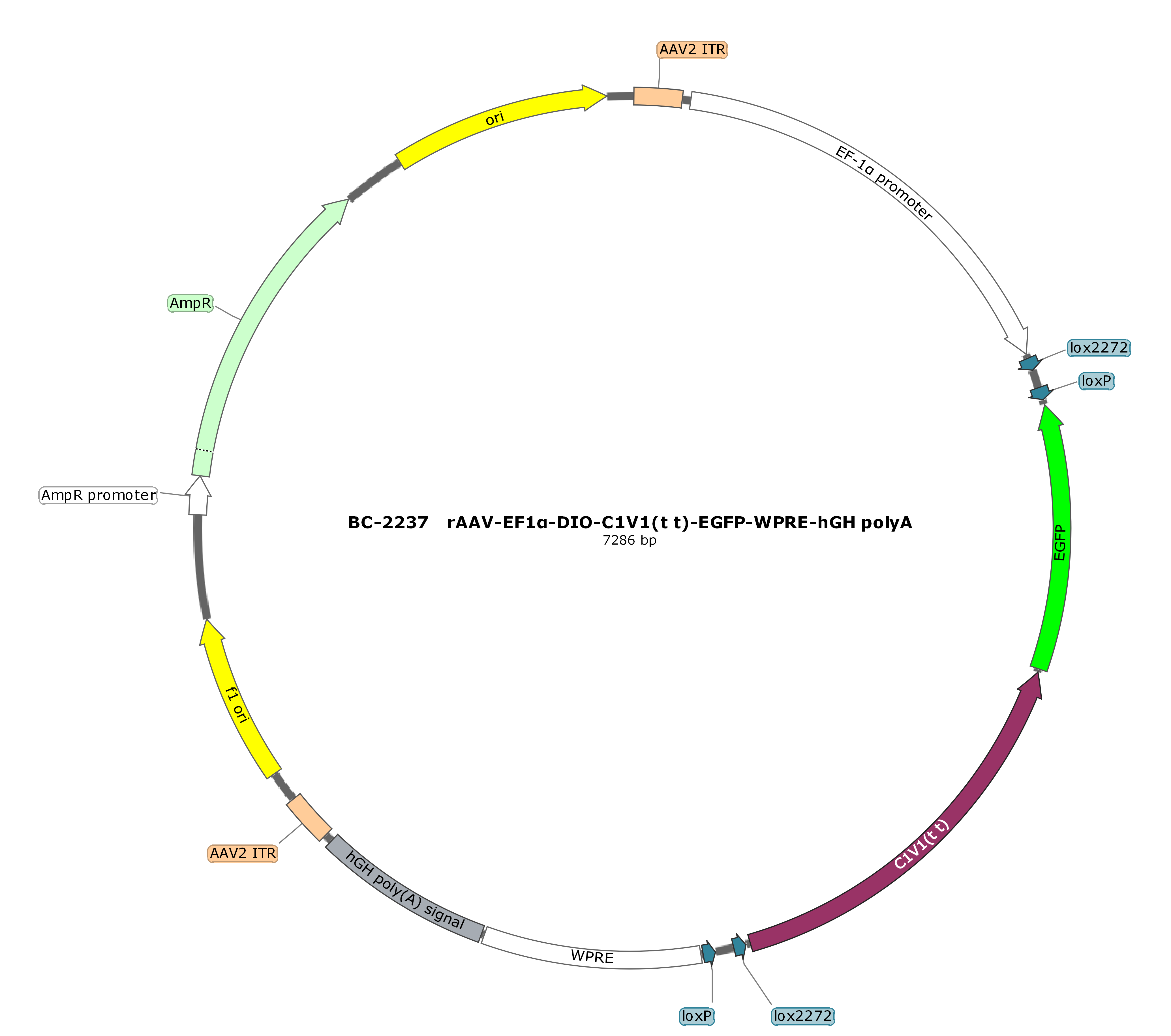 rAAV-EF1α-DIO-C1V1(t/t)-EGFP