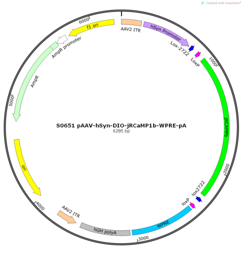 AAV2/9-hSyn-DIO-jRCaMP1b-WPRE-pA