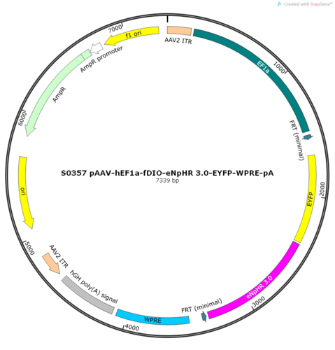 AAV2/9-hEF1a-fDIO-eNpHR 3.0-EYFP-WPRE-pA