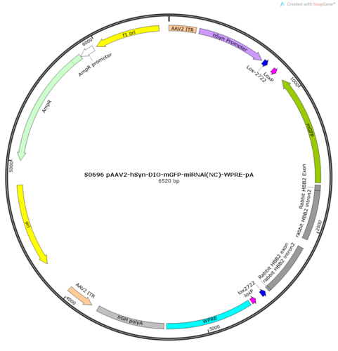 AAV2/9-hSyn-DIO-MasterRNAi155(NC)-mGFP-WPRE-pA
