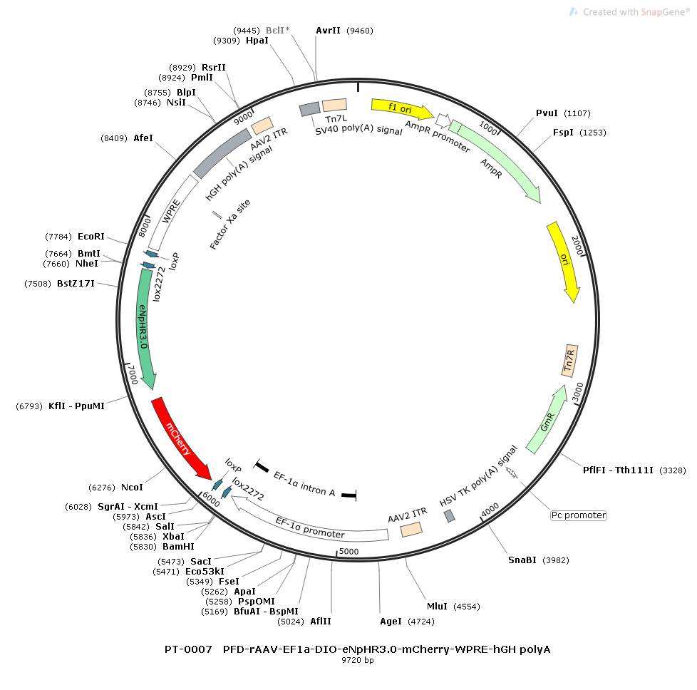 rAAV-EF1α-DIO-eNpHR3.0-mCherry-WPRE-hGH polyA