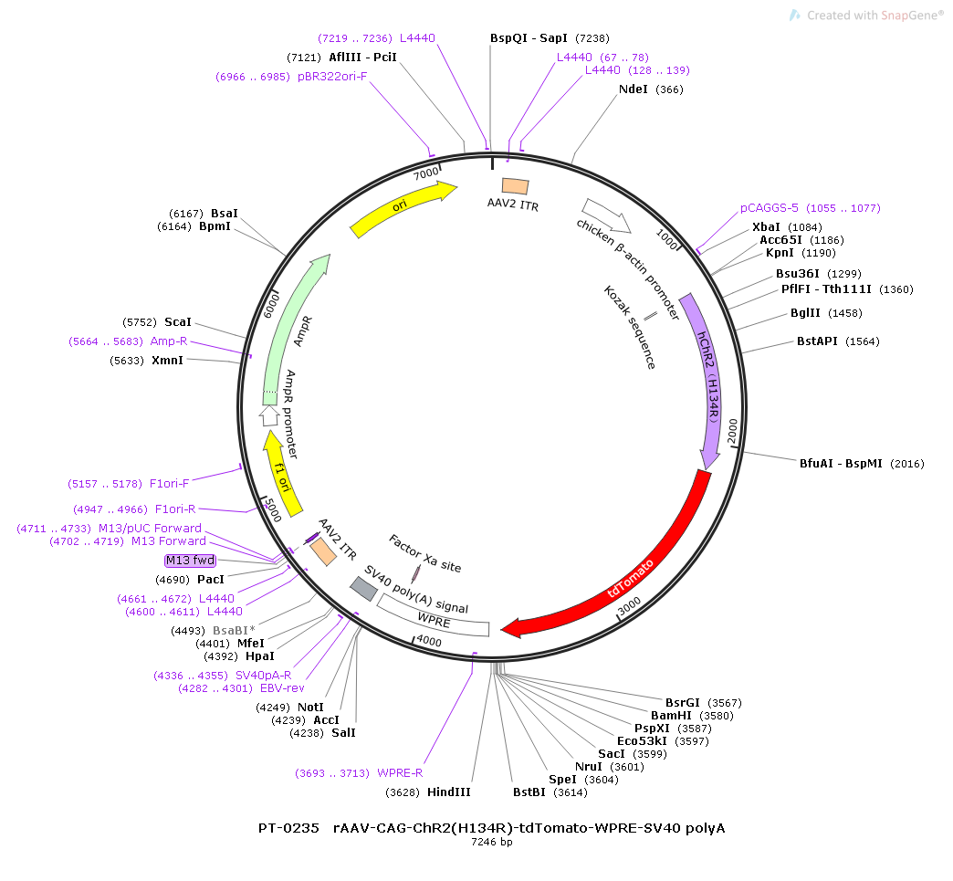 rAAV-CAG-hChR2(H134R)-tdTomato-WPRE-SV40 polyA