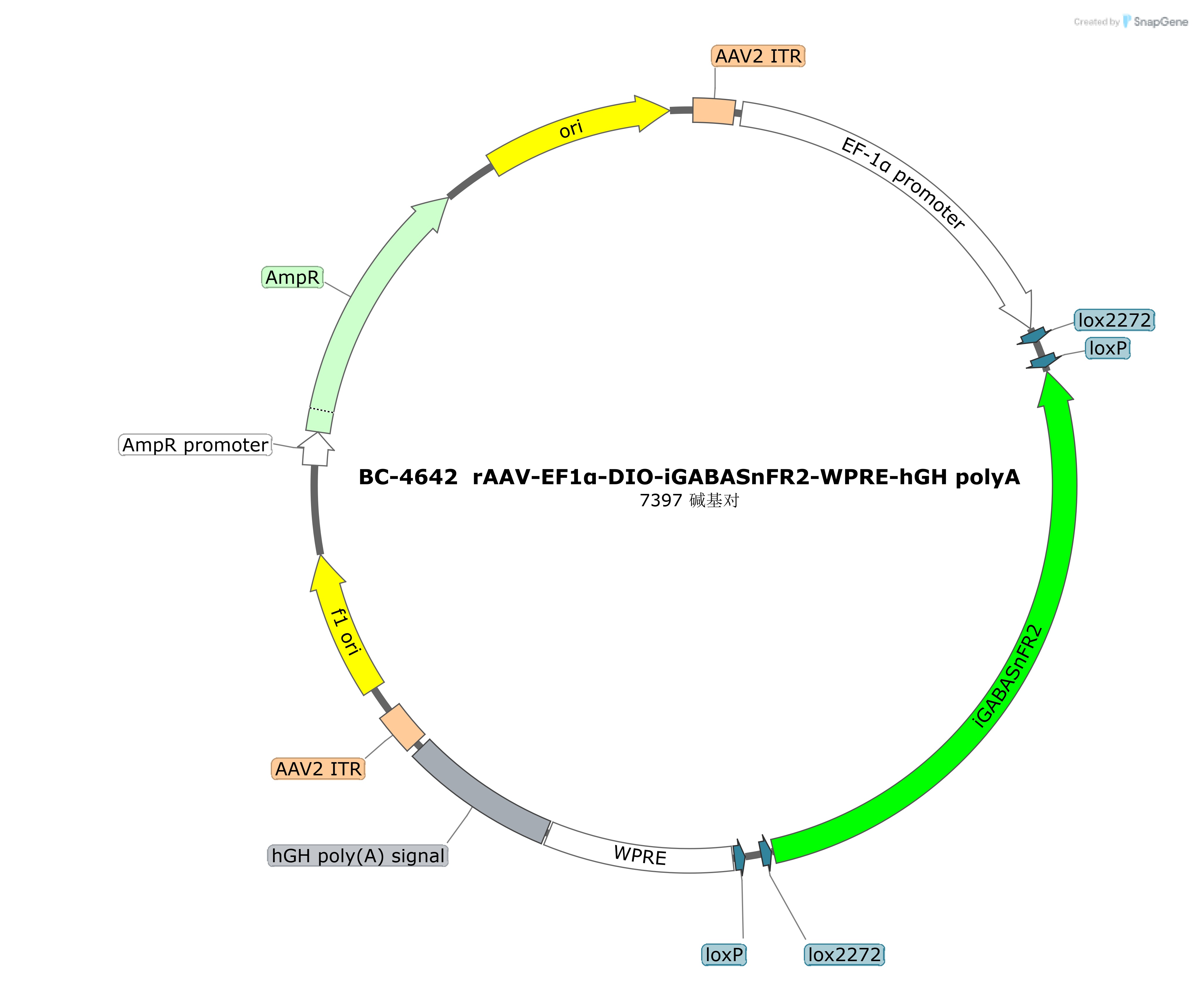 rAAV-EF1α-DIO-iGABASnFR2
