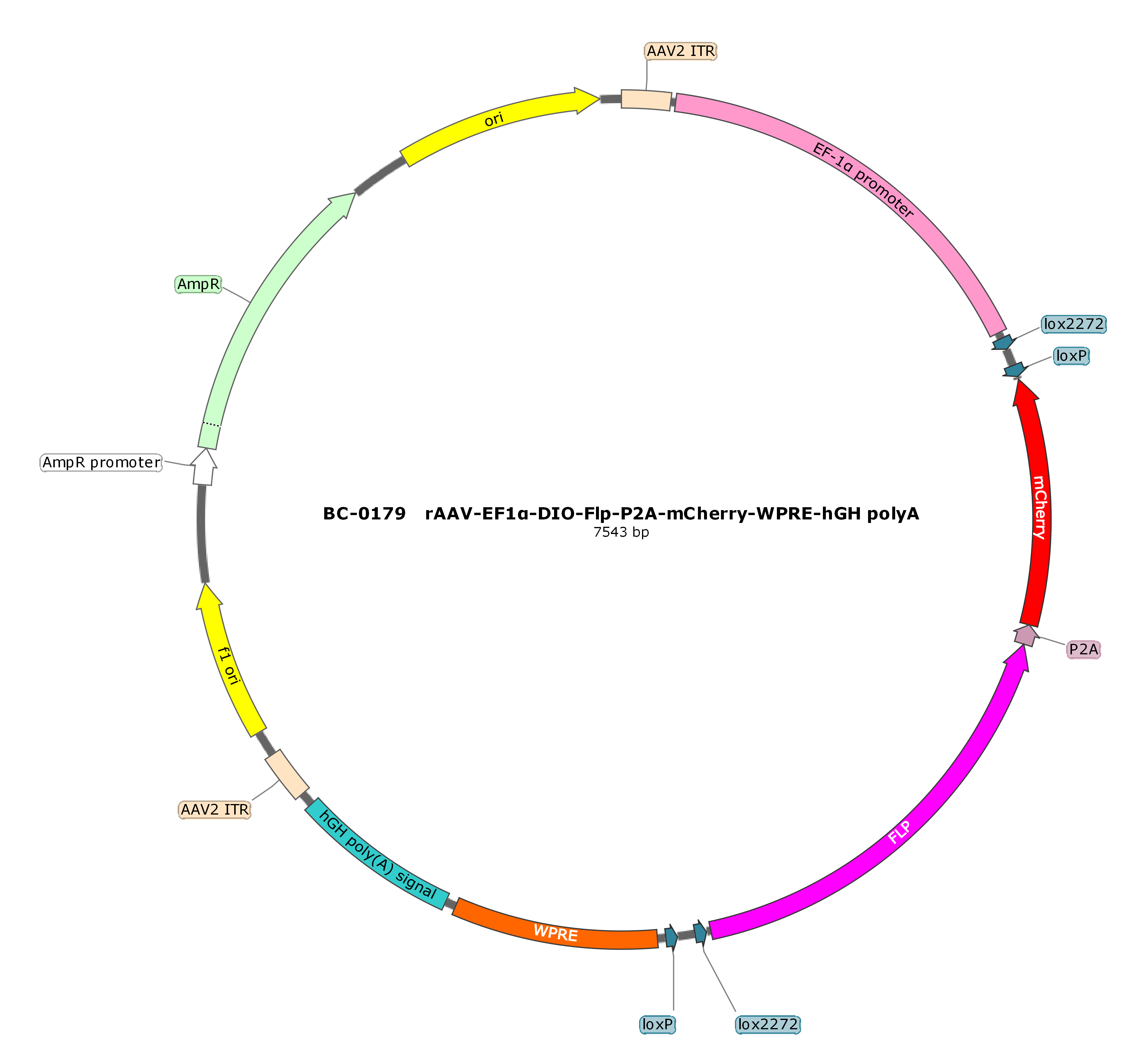 rAAV-EF1α-DIO-FLP-P2A-mCherry-WPRE-hGH polyA