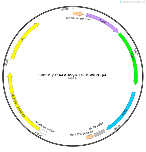 scAAV2/1-hSyn-EGFP-WPRE-pA