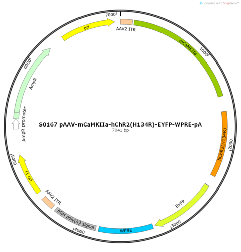 AAV2/5-mCaMKIIa-hChR2(H134R)-EYFP-WPRE-pA