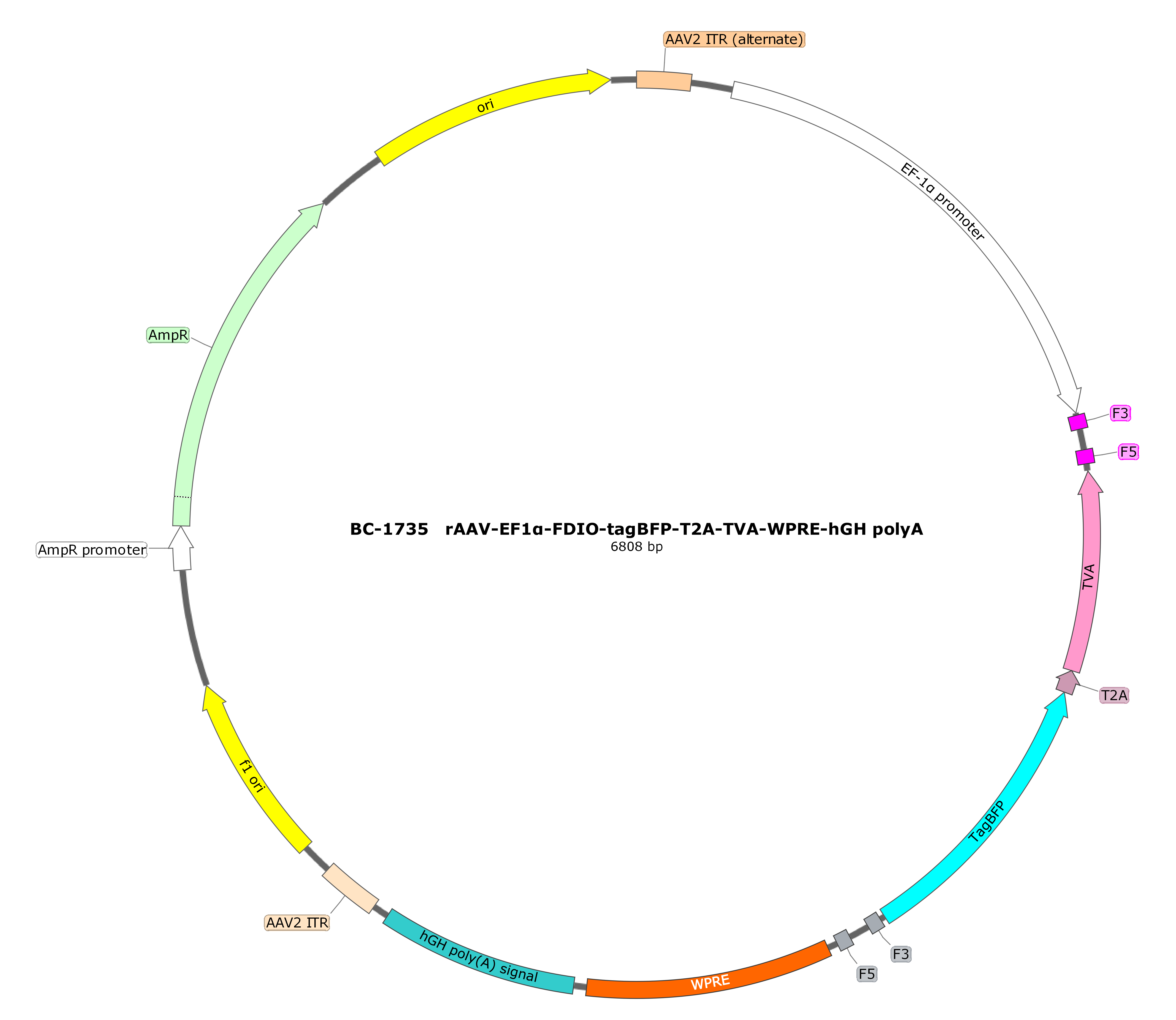 rAAV-EF1α-FDIO-tagBFP-T2A-TVA