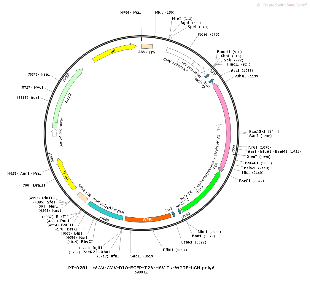 rAAV-CMV-DIO-EGFP-2A-TK-WPRE-hGH polyA