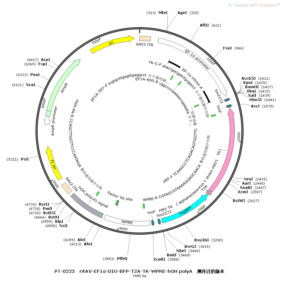rAAV-Ef1α-DIO-BFP-2A-TK-WPRE-hGH polyA