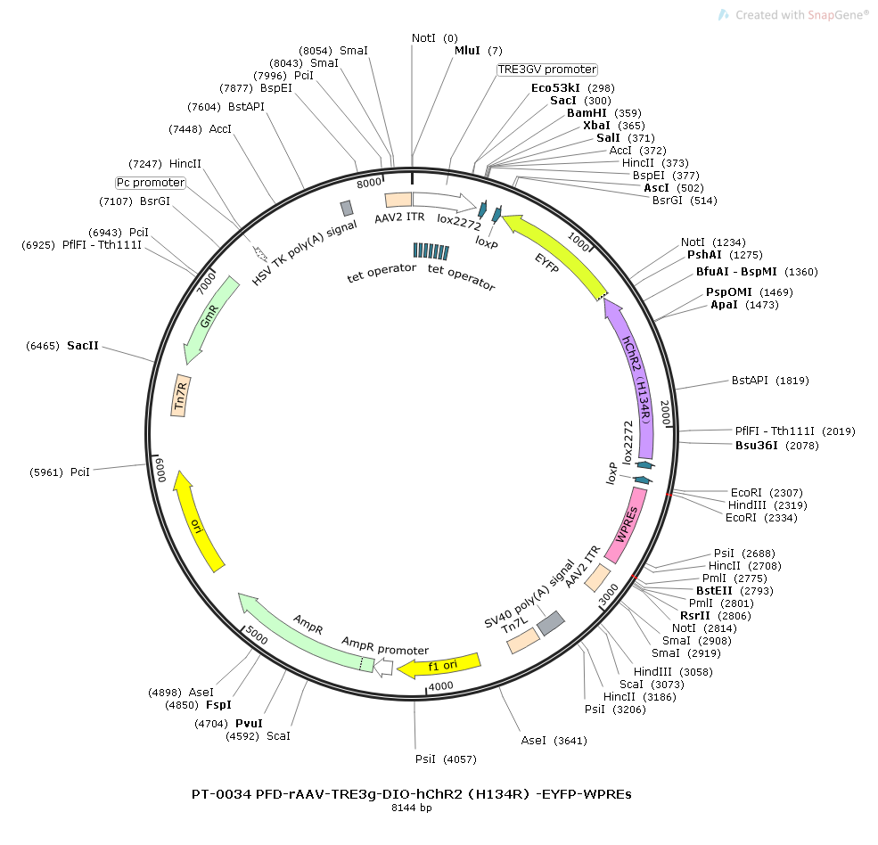 rAAV-TRE3g-DIO-hChR2(H134R)-YFP-WPREs