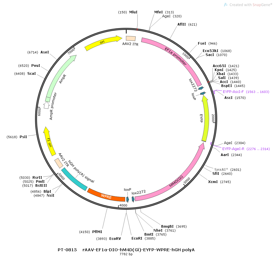 rAAV-EF1α-DIO-hM4D(Gi)-EYFP-WPREs