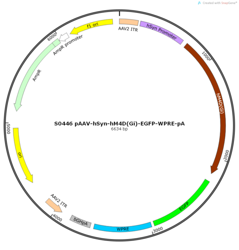 AAV2/2-hSyn-hM4D(Gi)-EGFP-ER2-WPRE-pA