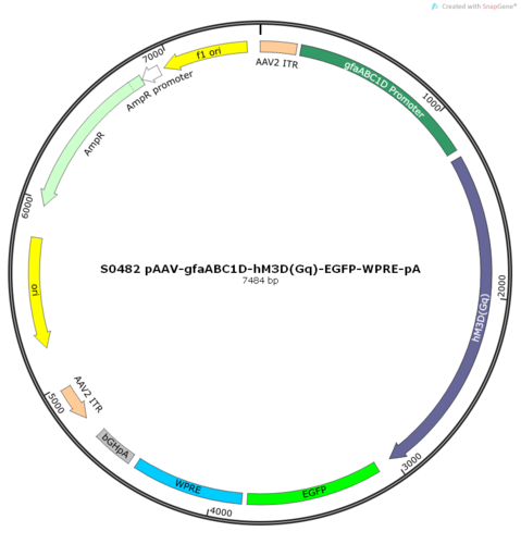AAV2/8-gfaABC1D-hM3D(Gq)-EGFP-ER2-WPRE-pA