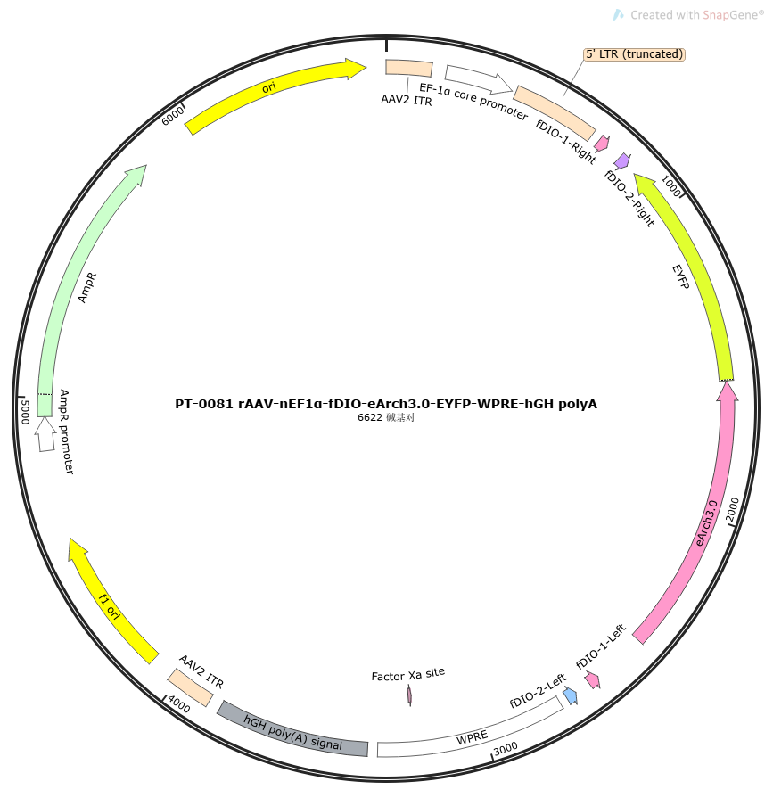 rAAV-nEF1α-fDIO-Arch-EYFP-WPRE-hGH polyA