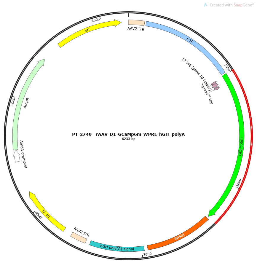 rAAV-D1-GCaMp6m-WPRE-hGH polyA