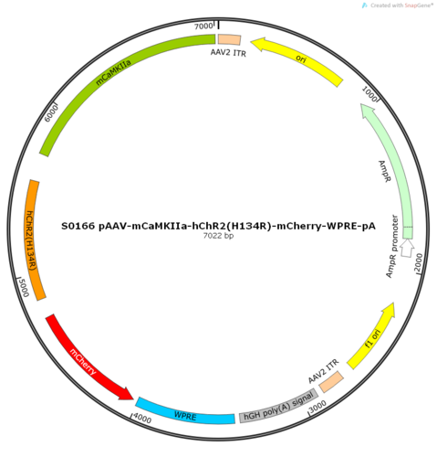 AAV2/2-mCaMKIIa-hChR2(H134R)-mCherry-WPRE-pA