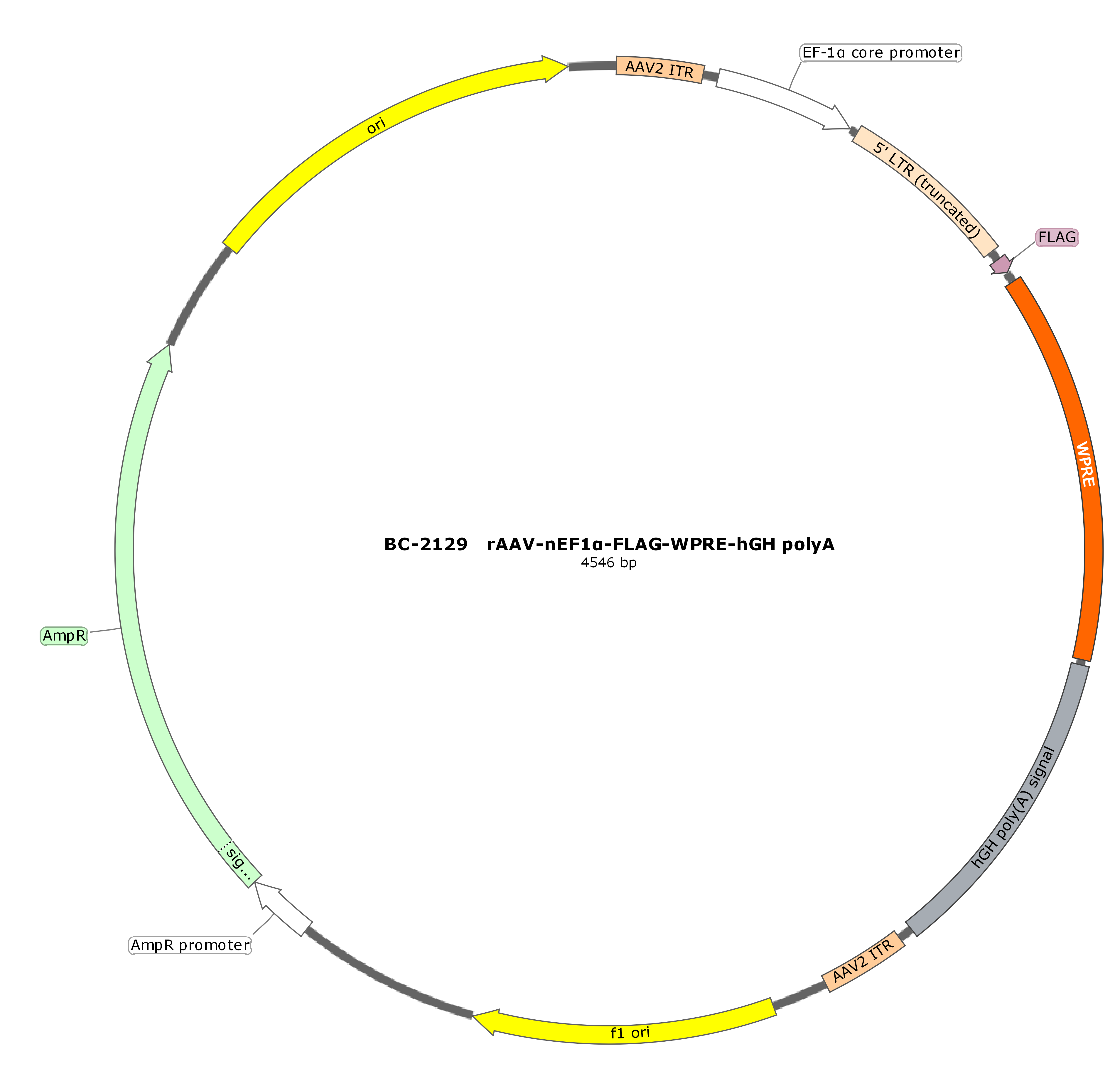 rAAV-nEF1α-Flag-WPREs-pA