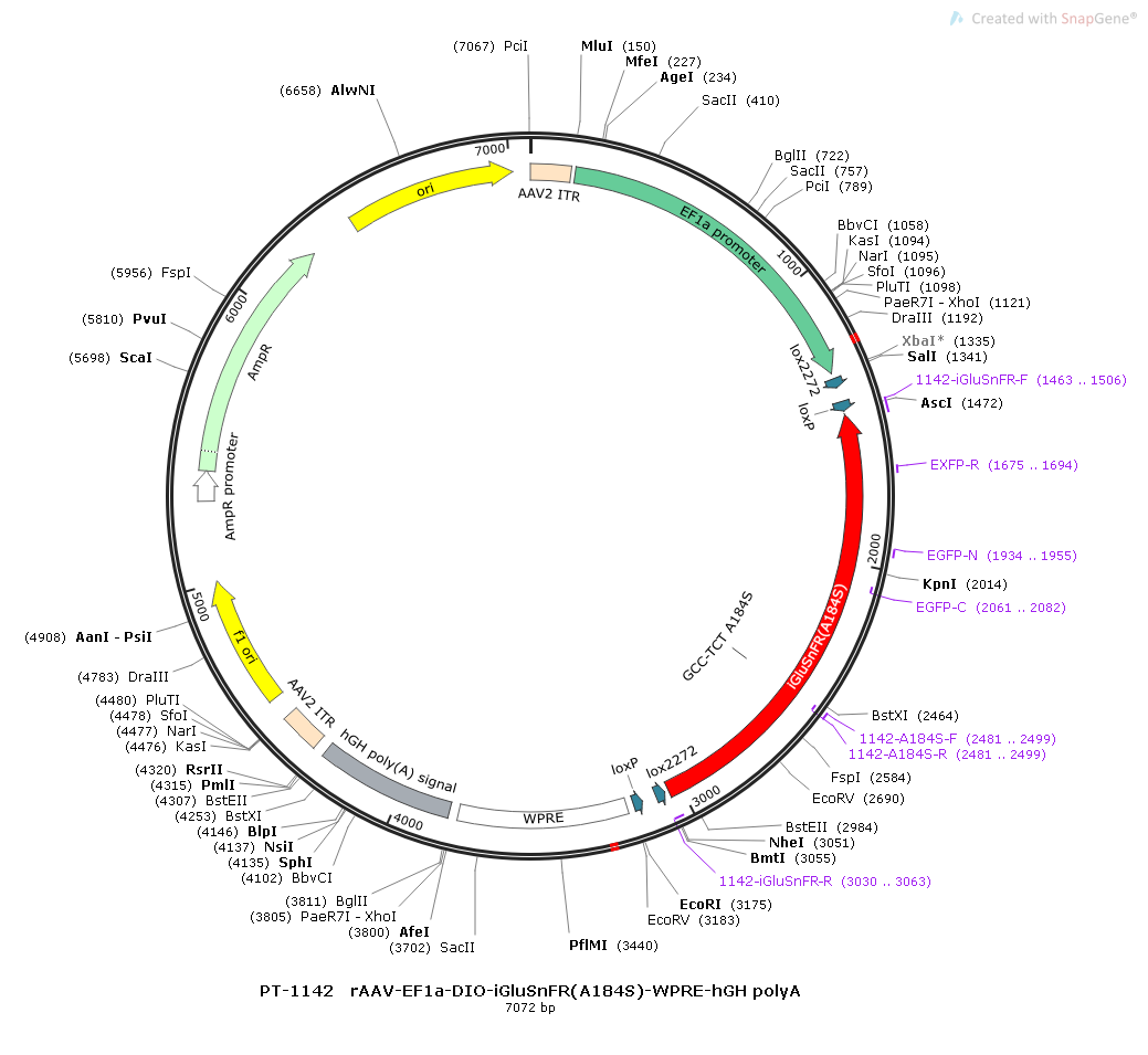 rAAV-EF1α-DIO-iGluSnFR(A184S)-WPRE-hGH polyA
