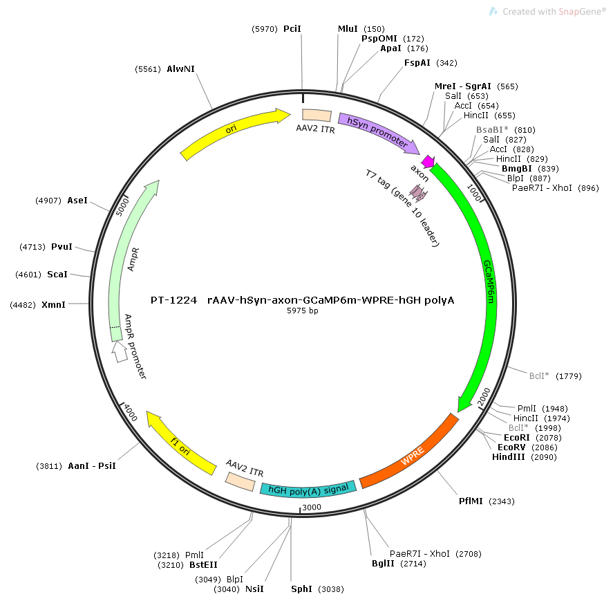 rAAV-hSyn-axon-GCaMP6m-WPRE-hGH polyA